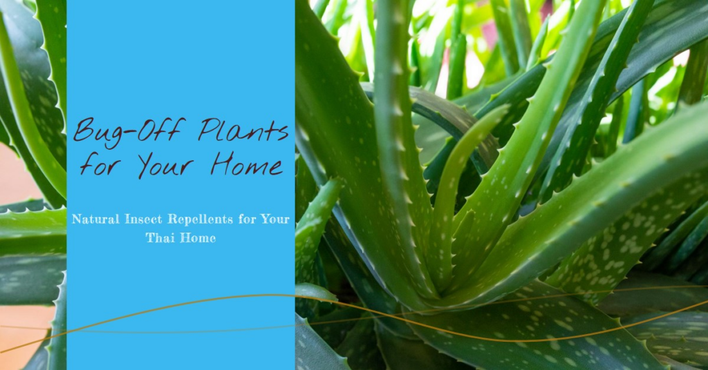 The Best Plants To Have In Your Home To Help With Insects In Thailand